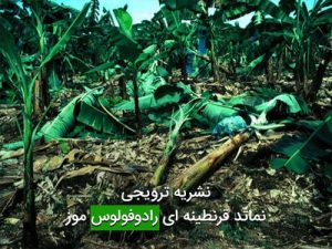 نشریه ترویجی نماتد قرنطینه ای رادوفولوس موز