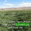 ضرورت پیشگیری و مبارزه با ورس یا خوابیدگی گندم برای افزایش تولید گندم در کشور