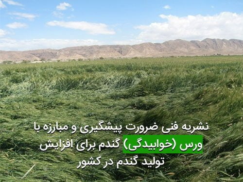 ضرورت پیشگیری و مبارزه با ورس یا خوابیدگی گندم برای افزایش تولید گندم در کشور