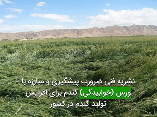 ضرورت پیشگیری و مبارزه با ورس یا خوابیدگی گندم برای افزایش تولید گندم در کشور