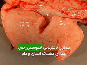 بیماری باکتریایی لپتوسپیروزیس بیماری مشترک انسان و دام