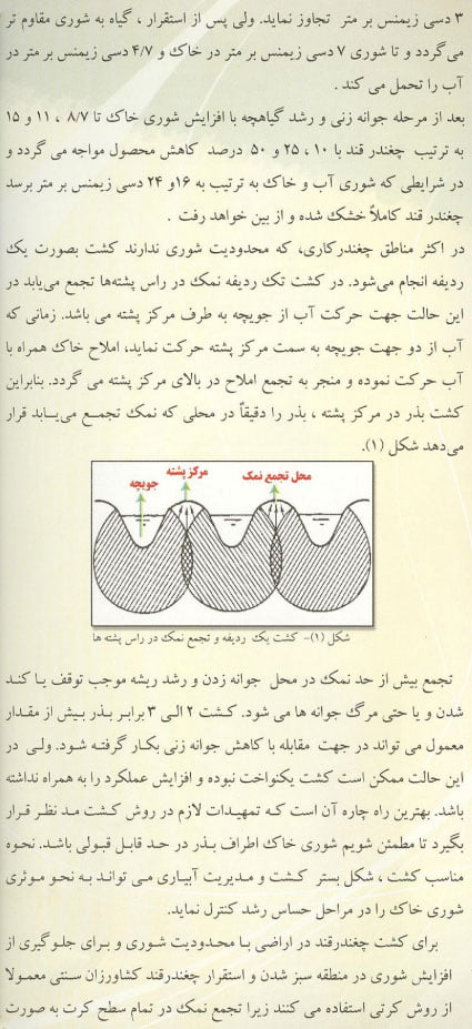 زراعت چغندرقند در اراضی شور صفحه 2