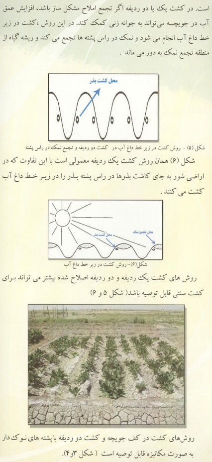 زراعت چغندرقند در اراضی شور صفحه 5