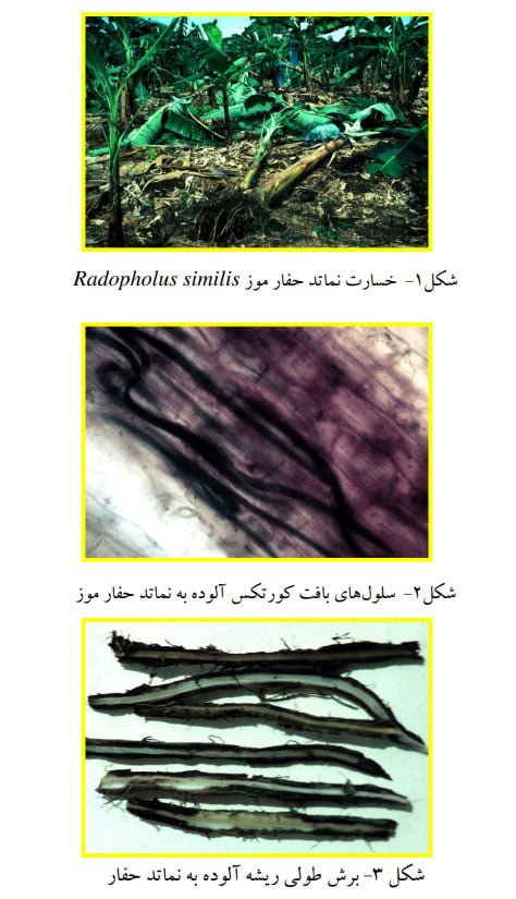 نماتد قرنطینه ای رادوفولوس موز صفحه 3