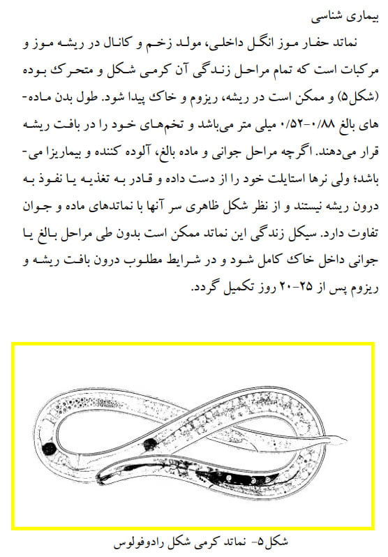 نماتد قرنطینه ای رادوفولوس موز صفحه 4