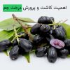 اهمیت کاشت و پرورش درخت جم