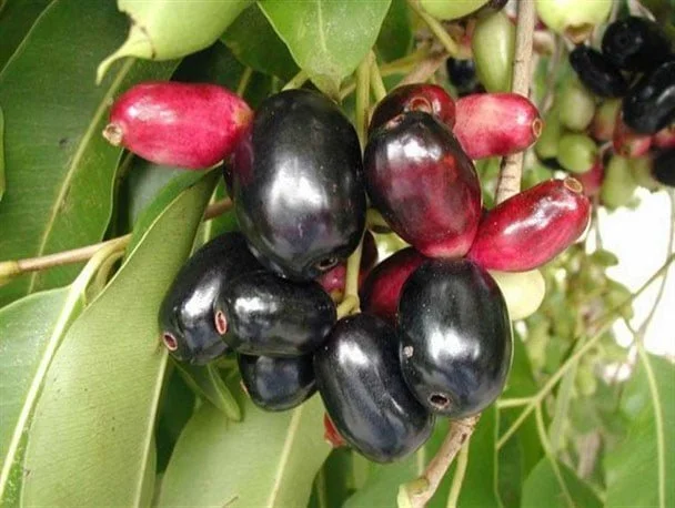 برداشت میوه جم