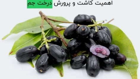 اهمیت کاشت و پرورش درخت جم