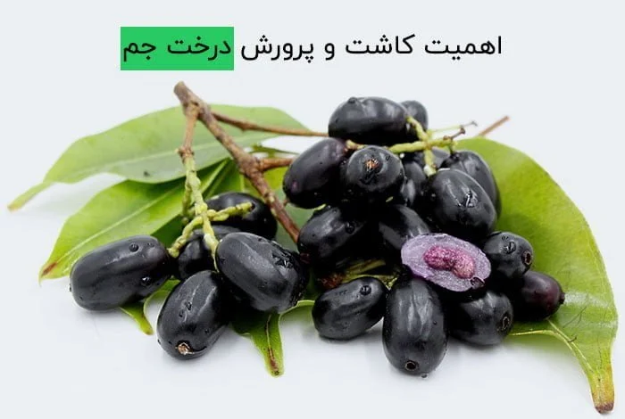 اهمیت کاشت و پرورش درخت جم