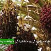 عارضه پژمردگی و خشکیدگی خوشه خرما