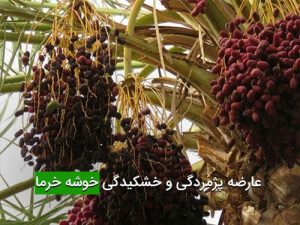 عارضه پژمردگی و خشکیدگی خوشه خرما