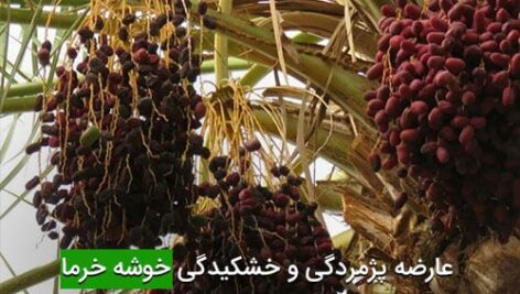 عارضه پژمردگی و خشکیدگی خوشه خرما