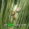 اطلاعیه ترویجی آفت سن گندم