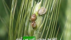 اطلاعیه ترویجی آفت سن گندم