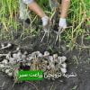 نشریه ترویجی زراعت سیر