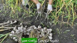 نشریه ترویجی زراعت سیر