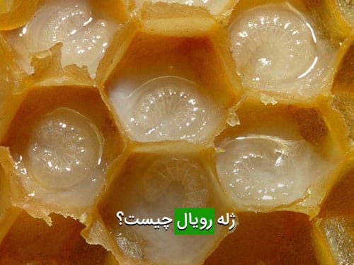 ژله رویال چیست؟