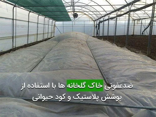 ضدعفونی خاک گلخانه ها با استفاده از پوشش پلاستیک و کود حیوانی