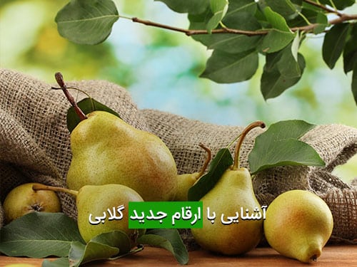 آشنایی با ارقام جدید گلابی