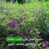 دستورالعمل فنی کشت ماشک در دیمزارهای مختلف کشور