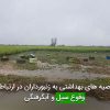 توصيه های بهداشتی به زنبورداران در ارتباط با وقوع سيل و آبگرفتگی