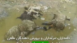 دامداران، مرغداران و پرورش دهندگان ماهی آیا برای بحران سیل آماده اید؟