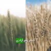 گندم رقم آزادی