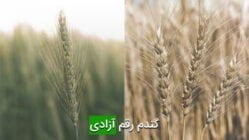 گندم رقم آزادی