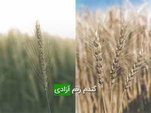 گندم رقم آزادی