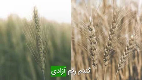 گندم رقم آزادی
