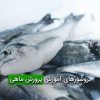بروشورهای آموزش پرورش ماهی