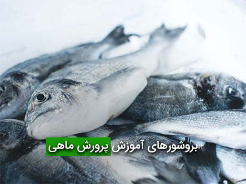 بروشورهای آموزش پرورش ماهی