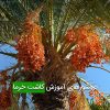 بروشورهای آموزش کاشت خرما