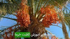 بروشورهای آموزش کاشت خرما