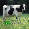بروشورهای آموزش گاوداری