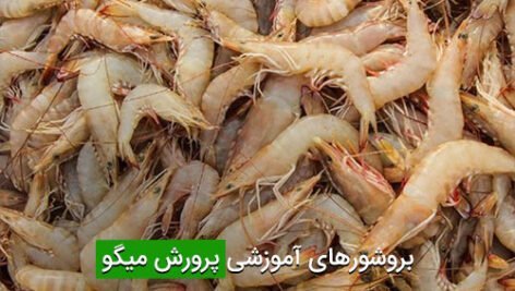 بروشورهای آموزشی پرورش میگو