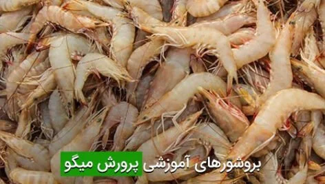 بروشورهای آموزشی پرورش میگو