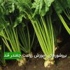 بروشورهای آموزش زراعت چغندر قند
