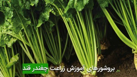 بروشورهای آموزش زراعت چغندر قند