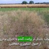 توليد پايدار در زراعت گندم با اجرای برخی از اصول كشاورزی حفاظتی