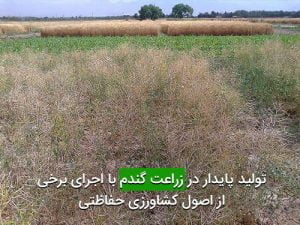 توليد پايدار در زراعت گندم با اجرای برخی از اصول كشاورزی حفاظتی