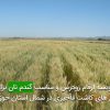 توصيه ارقام زودرس و مناسب گندم نان برای تاريخ های كاشت تأخيری در شمال استان خوزستان