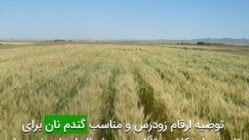 توصيه ارقام زودرس و مناسب گندم نان برای تاريخ های كاشت تأخيری در شمال استان خوزستان