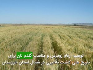توصيه ارقام زودرس و مناسب گندم نان برای تاريخ های كاشت تأخيری در شمال استان خوزستان