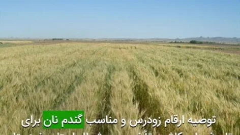 توصيه ارقام زودرس و مناسب گندم نان برای تاريخ های كاشت تأخيری در شمال استان خوزستان