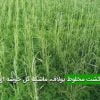 كشت مخلوط يولاف، ماشک گل خوشه ای