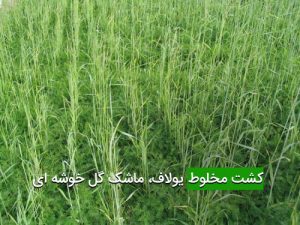 كشت مخلوط يولاف، ماشک گل خوشه ای