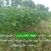افزايش عملكرد علوفه ارقام شبدر از طريق مديريت برداشت و بهره مندی از سرعت رشد مجدد در برداشت های متوالی