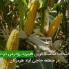 انتخاب مناسب ترين هيبريد زودرس ذرت در منطقه حاجی آباد هرمزگان