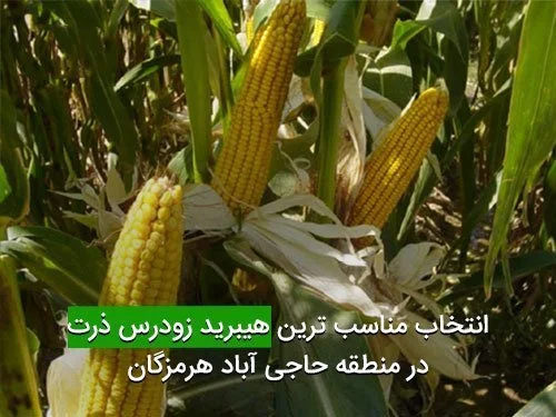 انتخاب مناسب ترين هيبريد زودرس ذرت در منطقه حاجی آباد هرمزگان